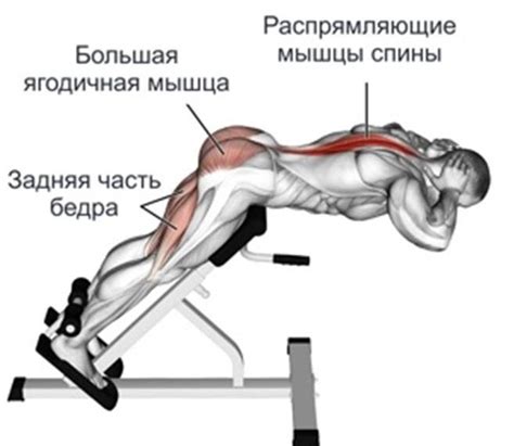 Не только для эстетики: зачем тренировать животные мышцы