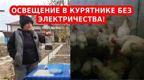 Обеспечьте курам достаточное освещение