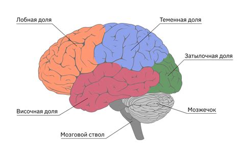 Области мозга, отвечающие за основные функции