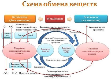 Обмен веществ и энергия в организме