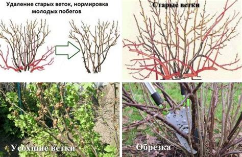 Обрезка и защита от вредителей: актуальные меры по уходу