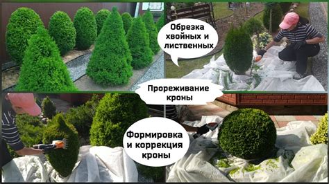 Обрезка и прореживание укропа