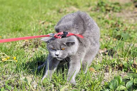 Обучение кошки ходить в шлейке