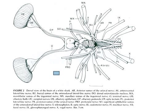Общая анатомия мозга акулы