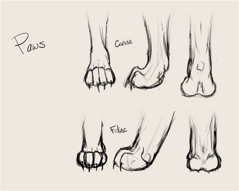 Общие принципы рисования лапы кошки