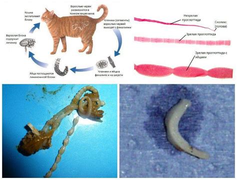 Общие симптомы глистов у кошки