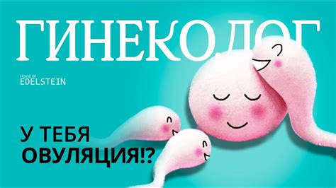 Овуляция: основные признаки