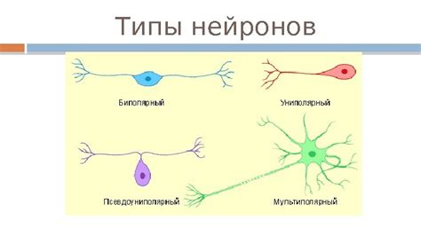 Описание нейронов: