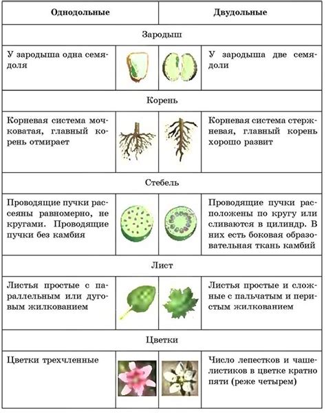 Описание растения