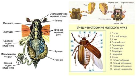 Описание устройства жука