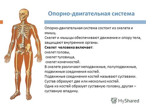 Опорно-двигательная система