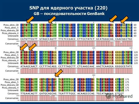 Определение генетических маркеров