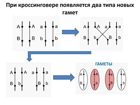 Определение некроссоверных гамет