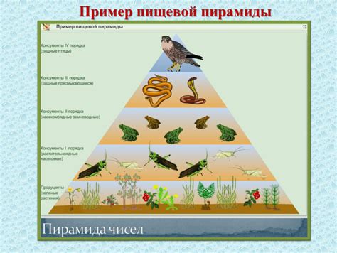 Определение пищевой цепи