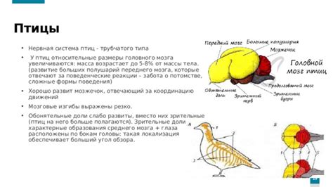 Определение позиции и формы тела птицы