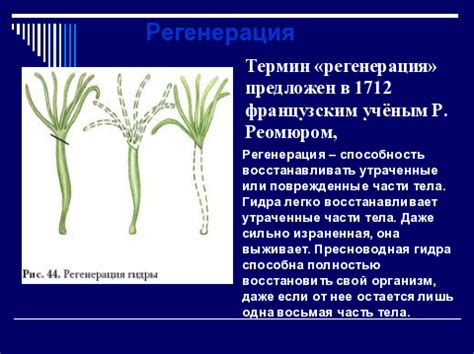 Определение регенерации