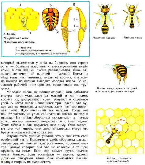 Определение роли сот в жизни пчелы