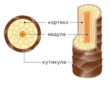 Определение структуры волос Танджиро