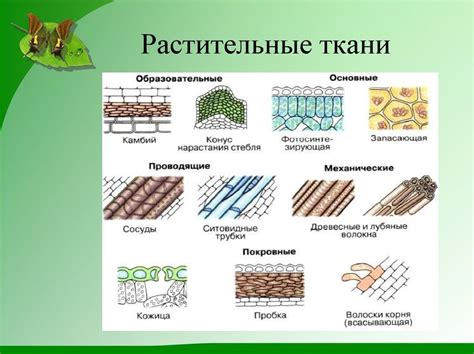 Определение типа искомого растения