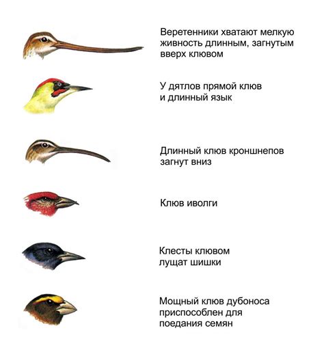 Определение формы и размера птицы