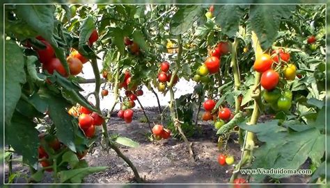 Оптимальное количество воды для достижения максимальной урожайности помидоров