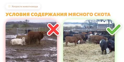 Оптимальные условия содержания для улучшения роста хлыста