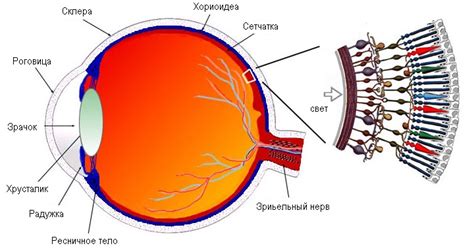 Оптическая система и ее функциональность