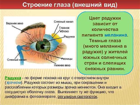 Оптическая система и радужка