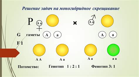 Организация генов в организмах