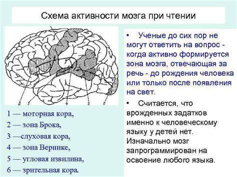 Организация работы мозга при чтении