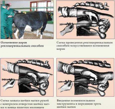 Организация убоя коров