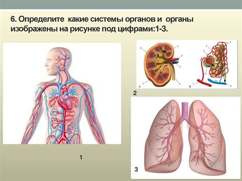 Организм человека: работа и функционирование