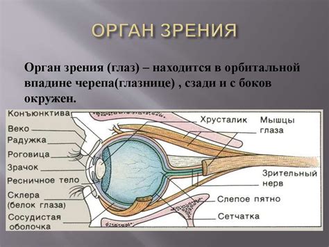 Органы зрения и их функции