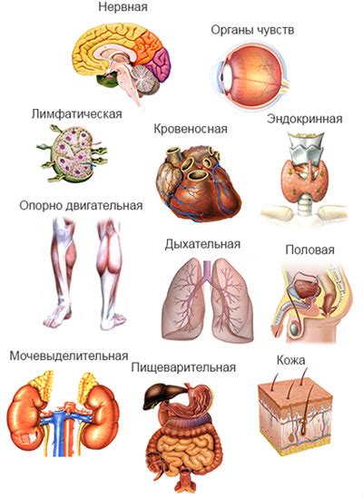 Органы тела и их функции