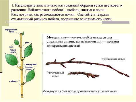 Основные линии и формы ветки