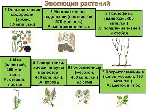 Основные особенности растения