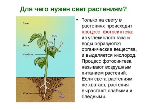 Основные правила для обеспечения растениям необходимого света