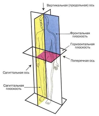 Основные принципы анатомии человека: ключевые моменты