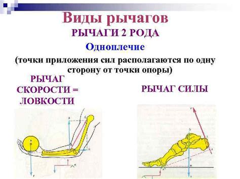 Основные принципы биомеханики ходьбы