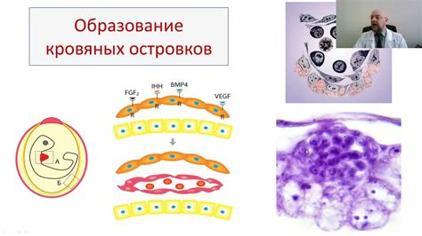 Основные принципы и механизмы