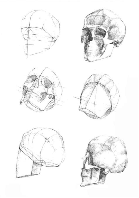 Основные принципы рисования черепа