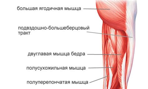 Основные проблемы бедер: