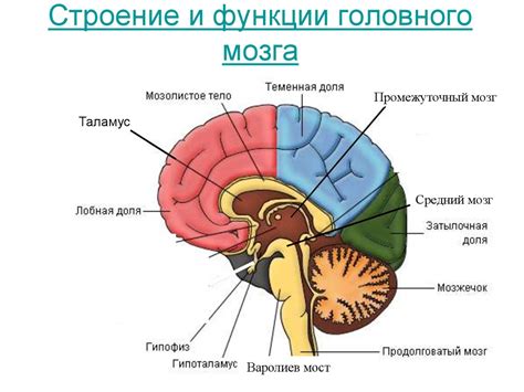 Основные составляющие и структура мозга