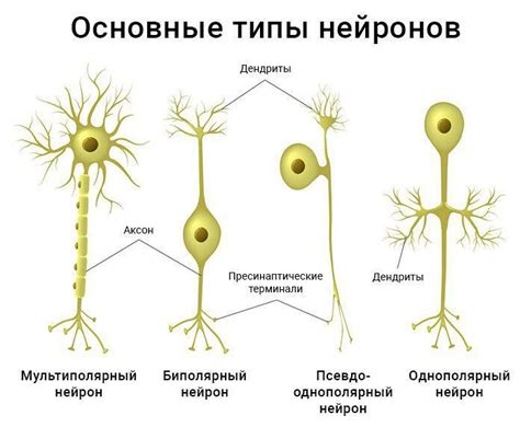 Основные типы нейронов и их роли