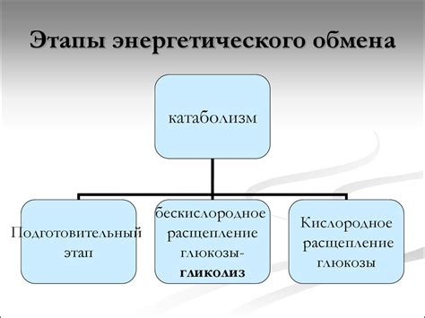 Основные факторы активизации обмена веществ