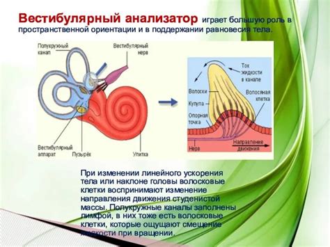 Основные функции вестибулярного аппарата