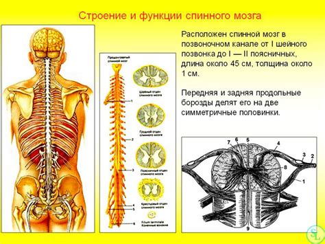 Основные функции пульсметра