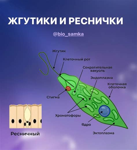 Основные шаги рисования эвглены зеленой