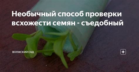 Основные этапы проверки всхожести семян