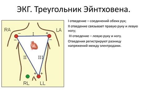 Основы ЭКГ